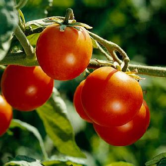 Time to start planting your tomatoes in San Antonio garden landscapes
